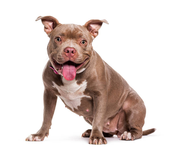 Sitting American Bully panting, isolated on white stock photo