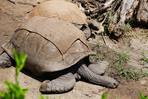 An aged Tortoise in wild park