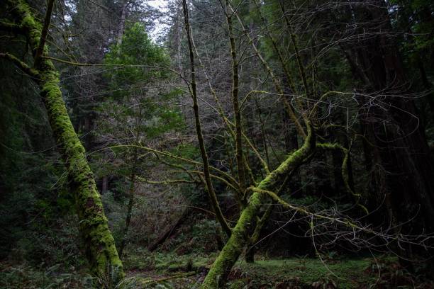 istock Trees covered in lush, vibrant moss standing in the middle of a dense forest. 1482185994