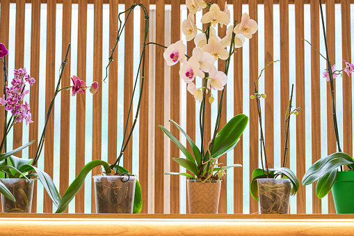 Row of colorful orchids sitting in pots on a shelf in a home