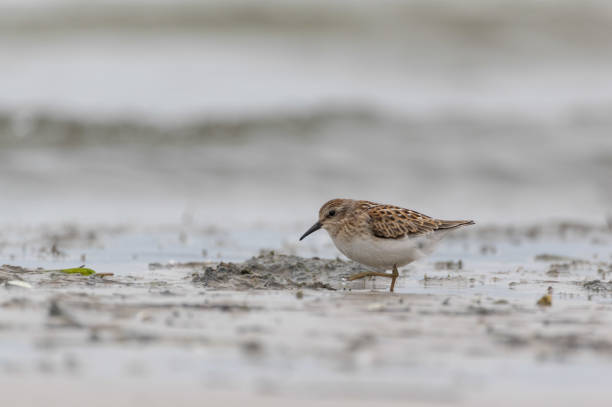 istock Least Sandpiper walking through mucky water 1482186486