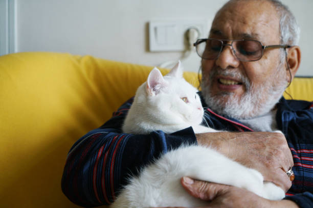 istock Senior man loves his white British cat 1482186594
