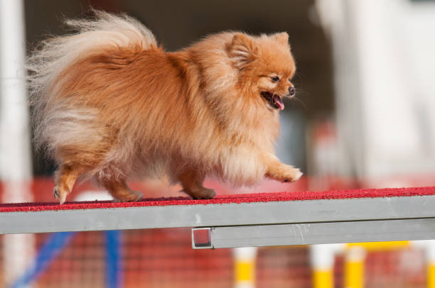 istock Pomeranian walking across an agility obstacle 1482187108