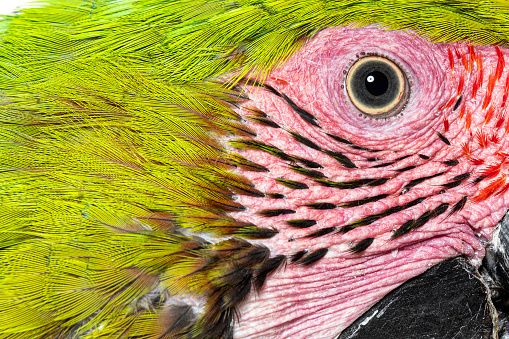 Macro head shot of a Great green macaw bird, details on eyes and small feathers, Ara ambiguus, Isolated on white