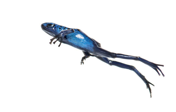 Blue poison dart frog jumping, Dendrobates tinctorius azureus, isolated on white Blue poison dart frog jumping, Dendrobates tinctorius azureus, isolated on white dendrobatidae stock pictures, royalty-free photos & images