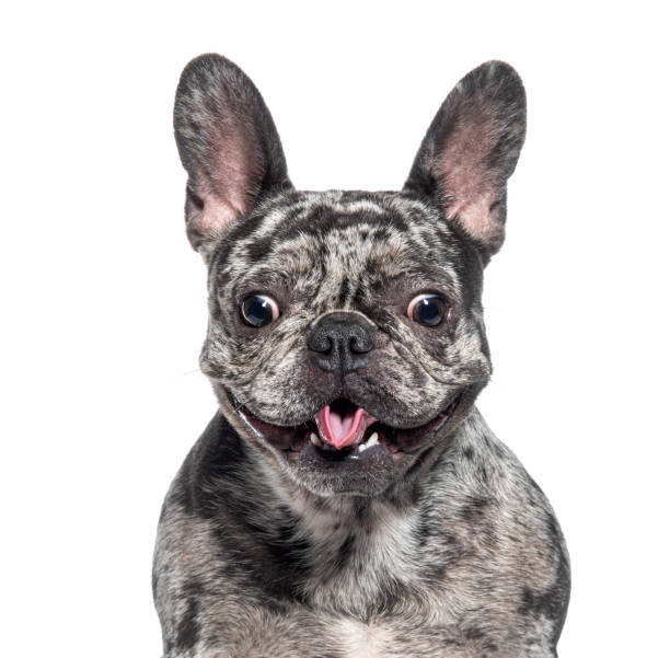 istock Expressive Black and grey Brindle french bullldog making a funny face, isolated on white 1482187916