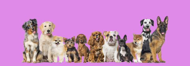 istock Group of eleven different sizes and breeds dogs looking at the camera, some cute, panting or happy, in a row, on purple pink 1482187967