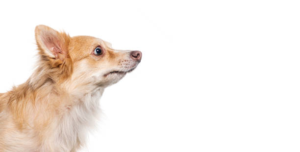 istock funny Mongrel, Bastard dog cross, head shot, isolated on white 1482188506