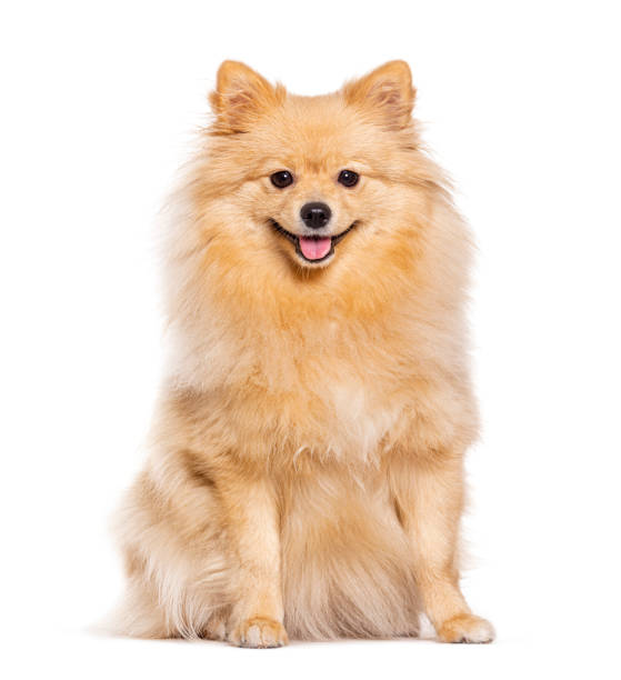 istock Happy sitting Spitz dog looking at the camera and panting mouth open, isolated on white 1482188587