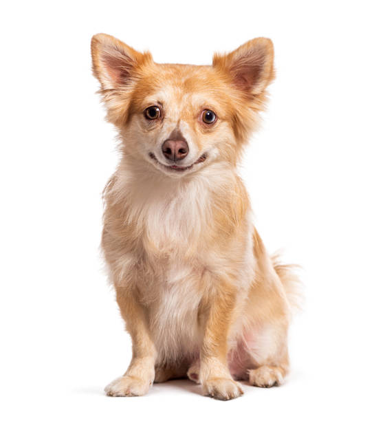 istock Sitting and smiling Mongrel dog, isolated on white 1482188589