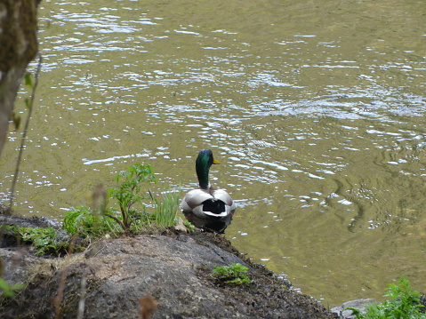 A duck in the river