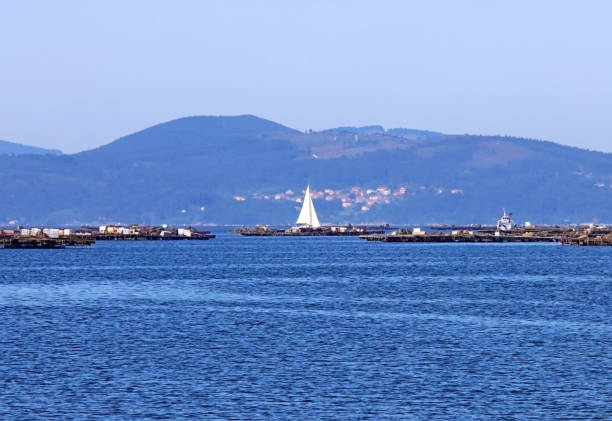 istock sailboat among seafood rafts 1482188881