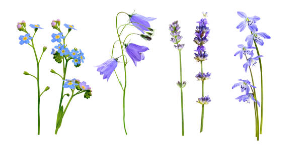istock Set of wild flowers isolated on white background 1482189665