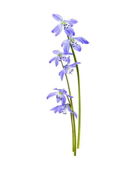 istock Purple blue primroses snowdrops isolated on a white background 1482189700