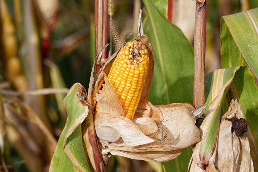 golden open corn cob in late summer. this basic food is one of the most important foods. on the day without people. close up shoot