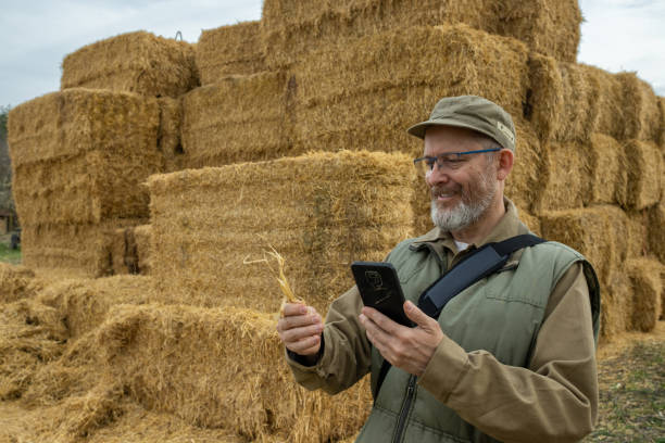 farmer in front of straw bales. - photography gray hair farmer professional occupation imagens e fotografias de stock