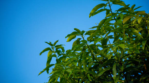 istock green leaves on a background of blue sky 1482190782