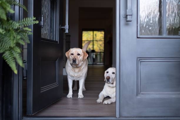 istock friendly dogs waiting at the front door 1482191467