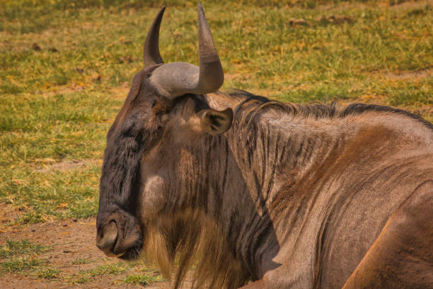 Wildlife viewing in Ngorongoro Crater. Tanzania. Safari, Afric