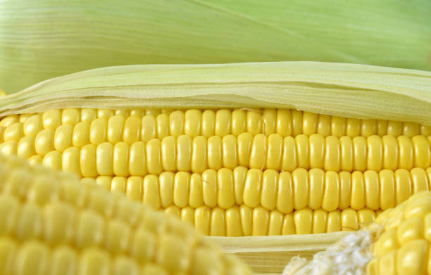 istock Close-up of organic corn 1482194077