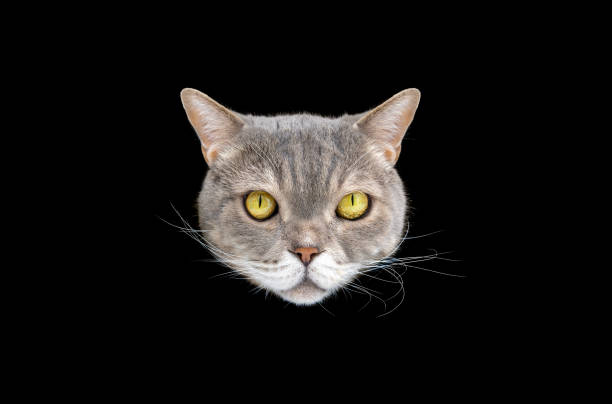 istock Beautiful British shorthair cat headshot 1482194171