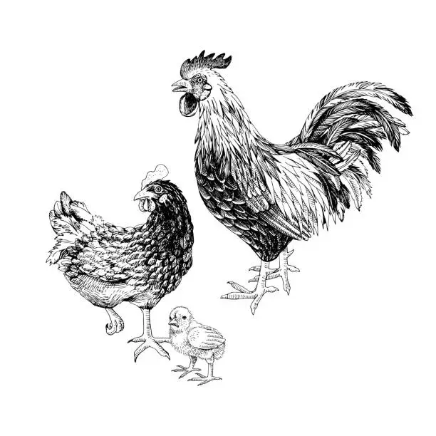 Vector illustration of Hand drawn rooster, hen and chicken.