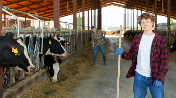 istock Farmer diligently cleans the barn and feeds the cows with hay 1482195191