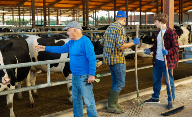 istock Several farm workers are caring for cows in stall 1482195196