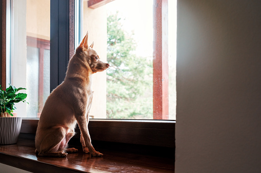 Dog at balcony looking at city view wishing to go for walk outside