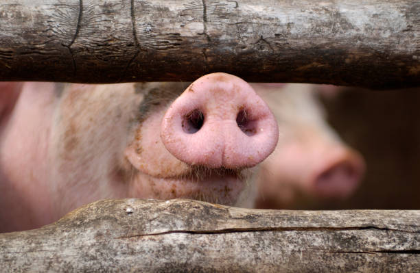 istock Nose of a curious pig in a stable behind bars 1482196309