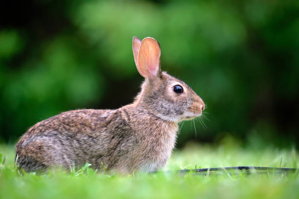 istock Grey small hare eating grass on summer field. Wild rabbit in nature 1482196845