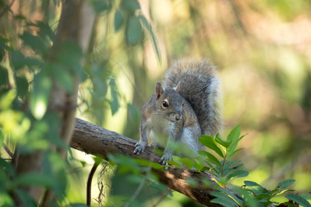 istock Beautiful wild gray squirrel in Florida shrubs 1482196921
