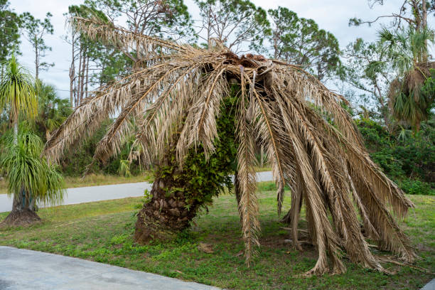 istock Dry dead palm tree on Florida home backyard 1482196972