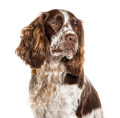 Close-up of english springer spaniel looking away, isolated on white