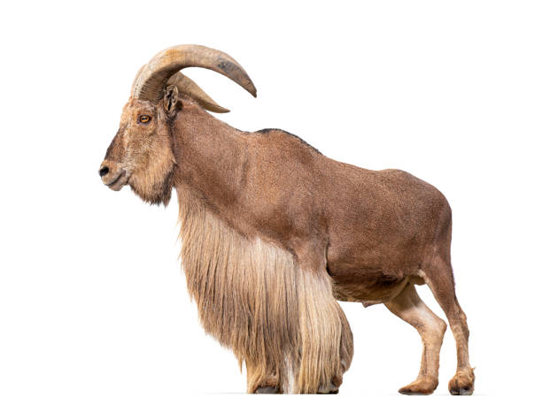 istock Barbary sheep, Ammotragus lervia, Isolated on white 1482198946