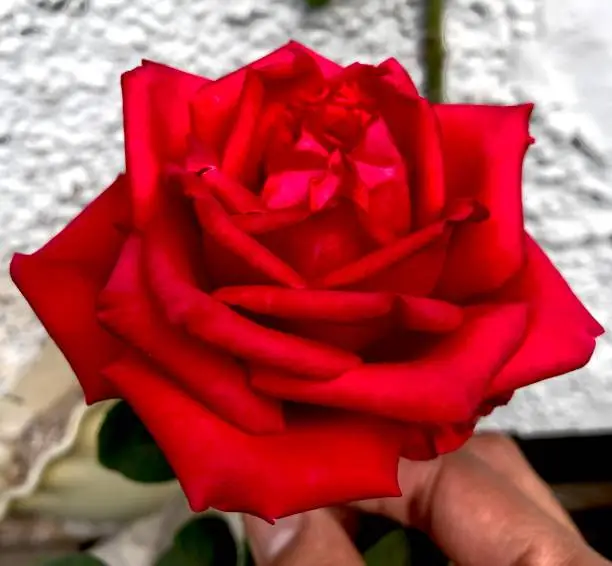 Photo of Red rose