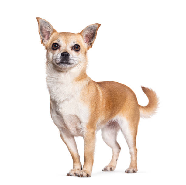 istock Chihuahua standing in front, looking up, isolated on white 1482199198