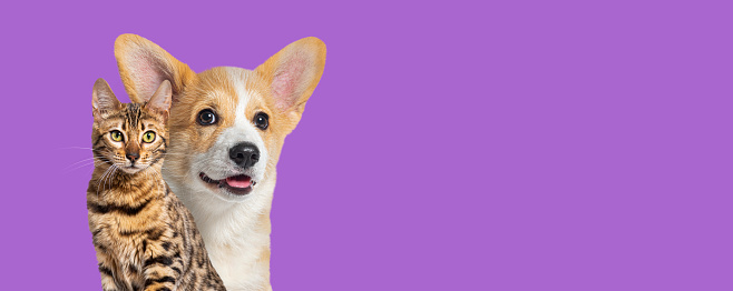 Cat and dog together, Puppy Welsh Corgi and bengal act, isolated on purple, web banner