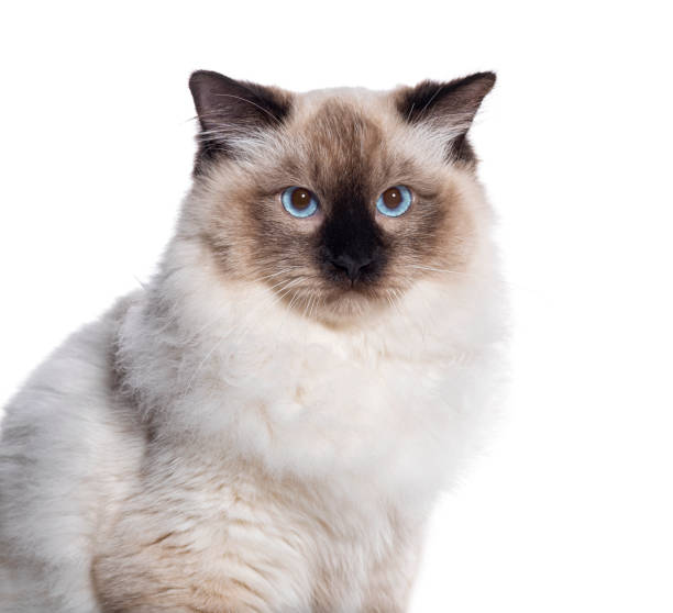 istock Seal point ragdoll blue eyed looking at the camera, isolated on white 1482199361