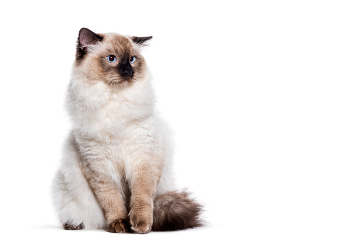 Unhappy Seal point ragdoll cat blue eyed looking away the copy space area, isolated on white