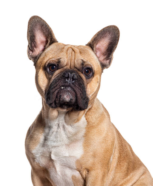 istock Fawn French Bulldog isolated on white 1482199516