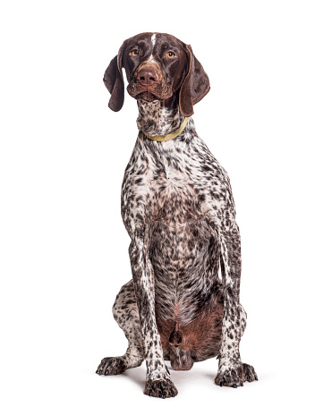 German Shorthaired Pointer sitting, wearing a dog collar, isolated on white