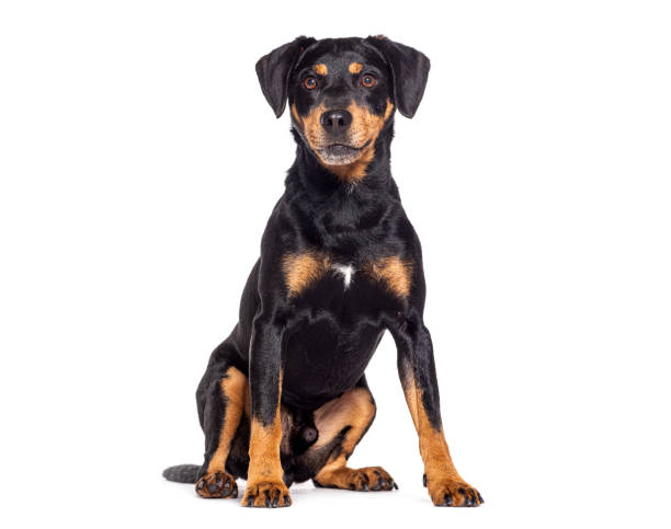 istock Crossbreed dog sitting, isolated on white 1482199737