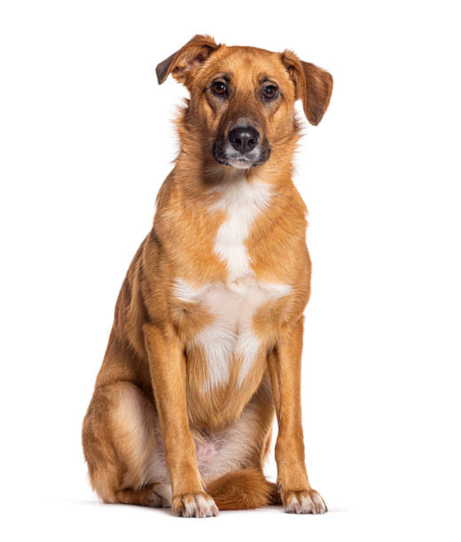 istock Bastard dog, Malinois cross with labrador retriever, isolated on white 1482199739