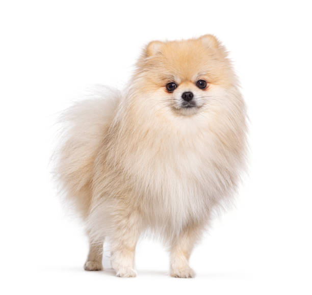 istock Pomeranian dog standing in front and looking at the camera, isolated on white 1482199888