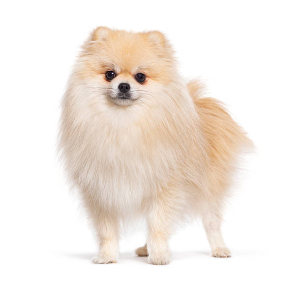 Pomeranian dog standing in front and looking at the camera, isolated on white