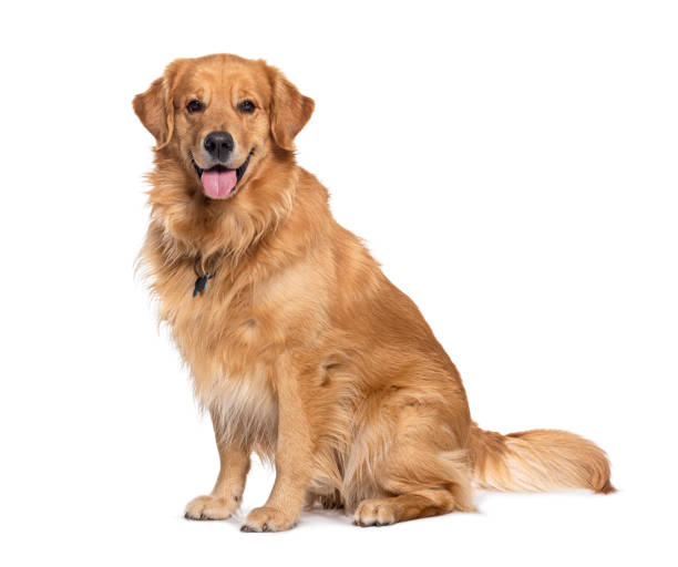행복한 앉아서 헐떡이는 골든 리트리버 개가 카메라를 바라보고, 흰색에 고립되어 있다 - golden retriever 이미지 뉴스 사진 이미지