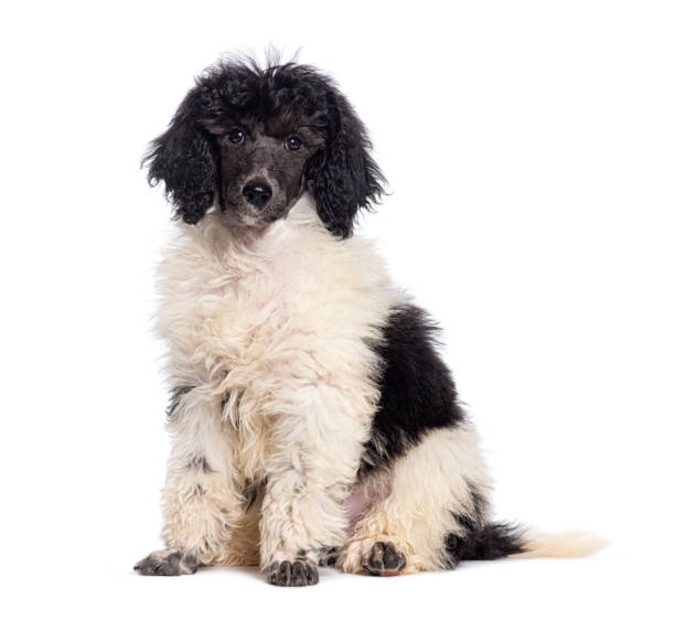 istock Black and white Royal poodle dog sitting, Isolated on white 1482199966