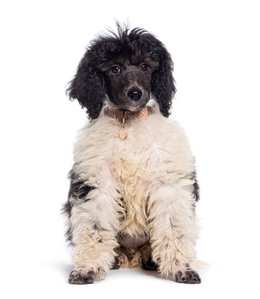istock Black and white Royal poodle dog sitting, Isolated on white 1482199967