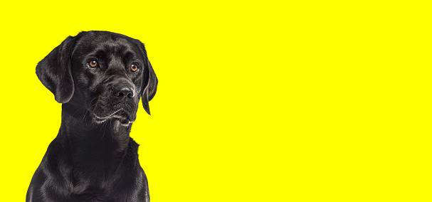 Head shot of a black Labrador retriever dog isolated on yellow background